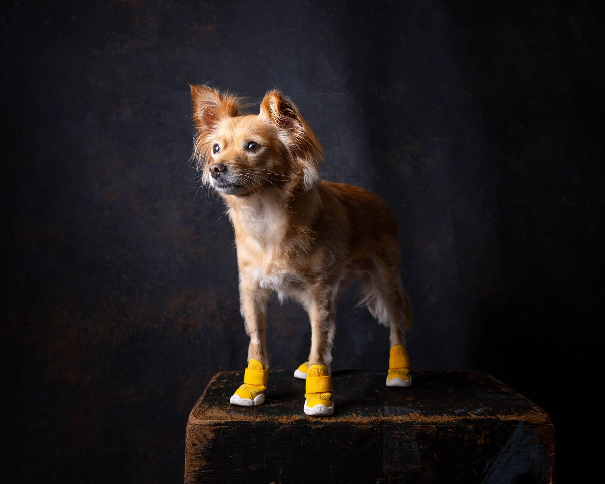 Charming and whimsical studio portrait of a long-haired Chihuahua wearing bright yellow dog boots, posed on a vintage pedestal by Ellen Shershow Photography in Oakland, CA.