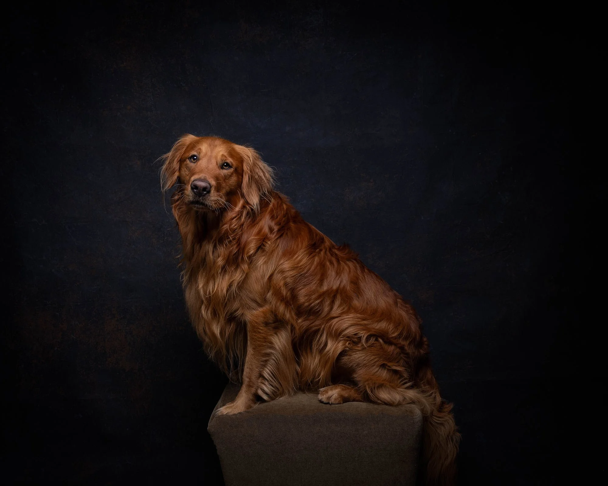 Warm classic studio portrait of a Golden Retriever seated gracefully on a pose block against a dark textured canvas backdrop by Ellen Shershow Photography in Berkeley, CA.