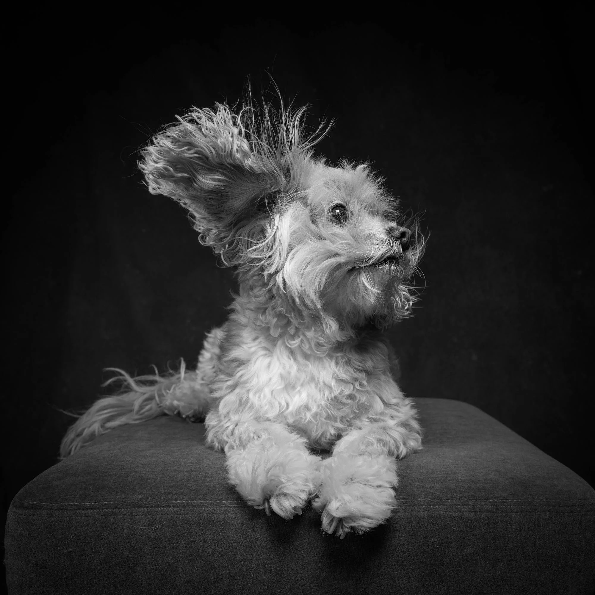 Charming black and white style studio portrait of a scruffy terrier mix sitting gracefully on an ottoman, photographed by Ellen Shershow Photography in Berkeley, CA.