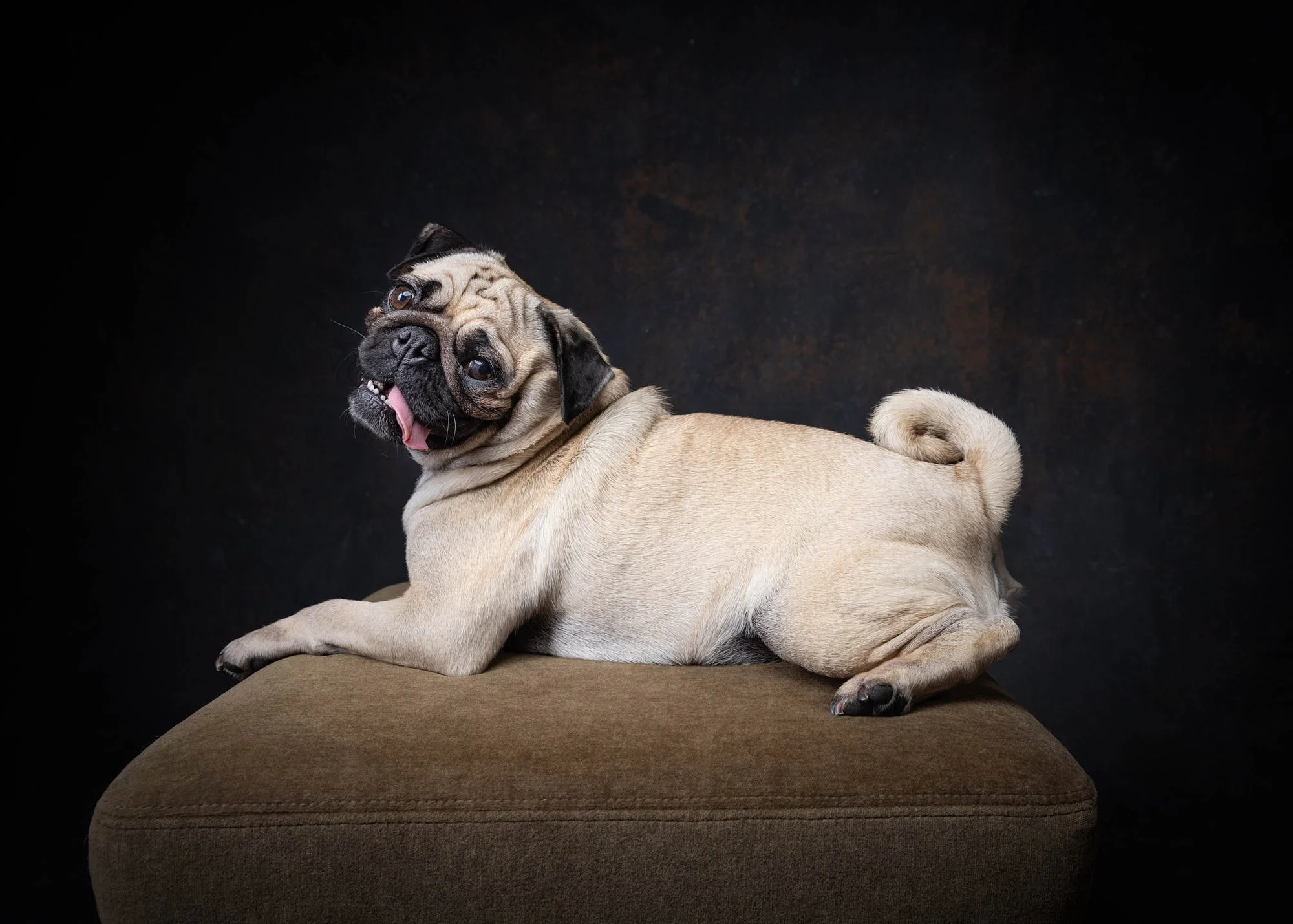 Charming studio portrait of a Pug relaxing comfortably on a padded ottoman, photographed with warm directional lighting by Ellen Shershow Photography in Oakland, CA.