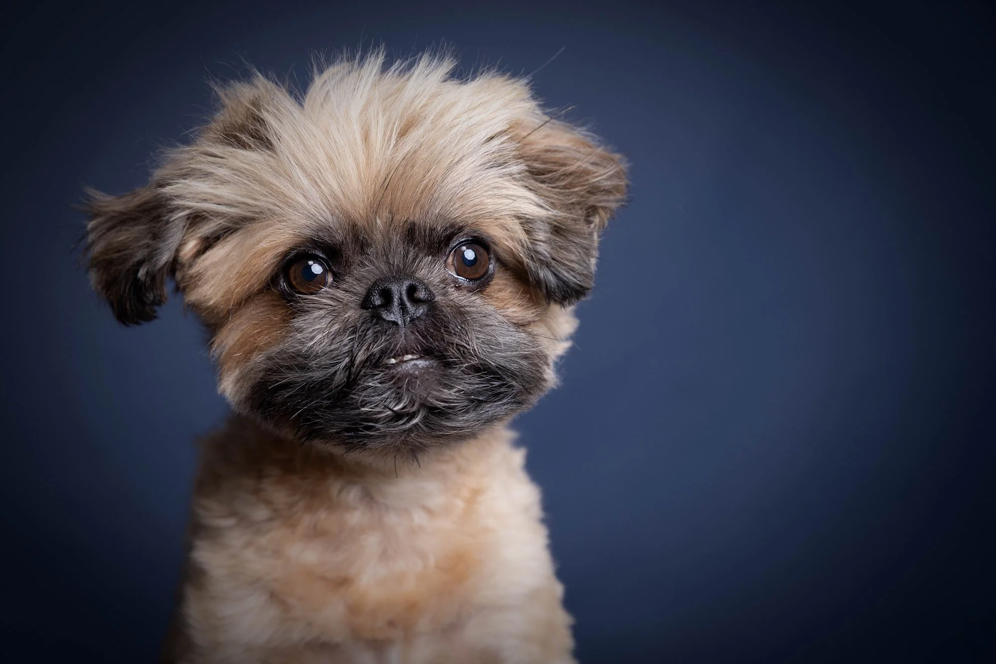 Intimate headshot studio portrait of a fluffy Brussels Griffon dog against a muted navy backdrop, created by Ellen Shershow Photography serving San Francisco, CA.
