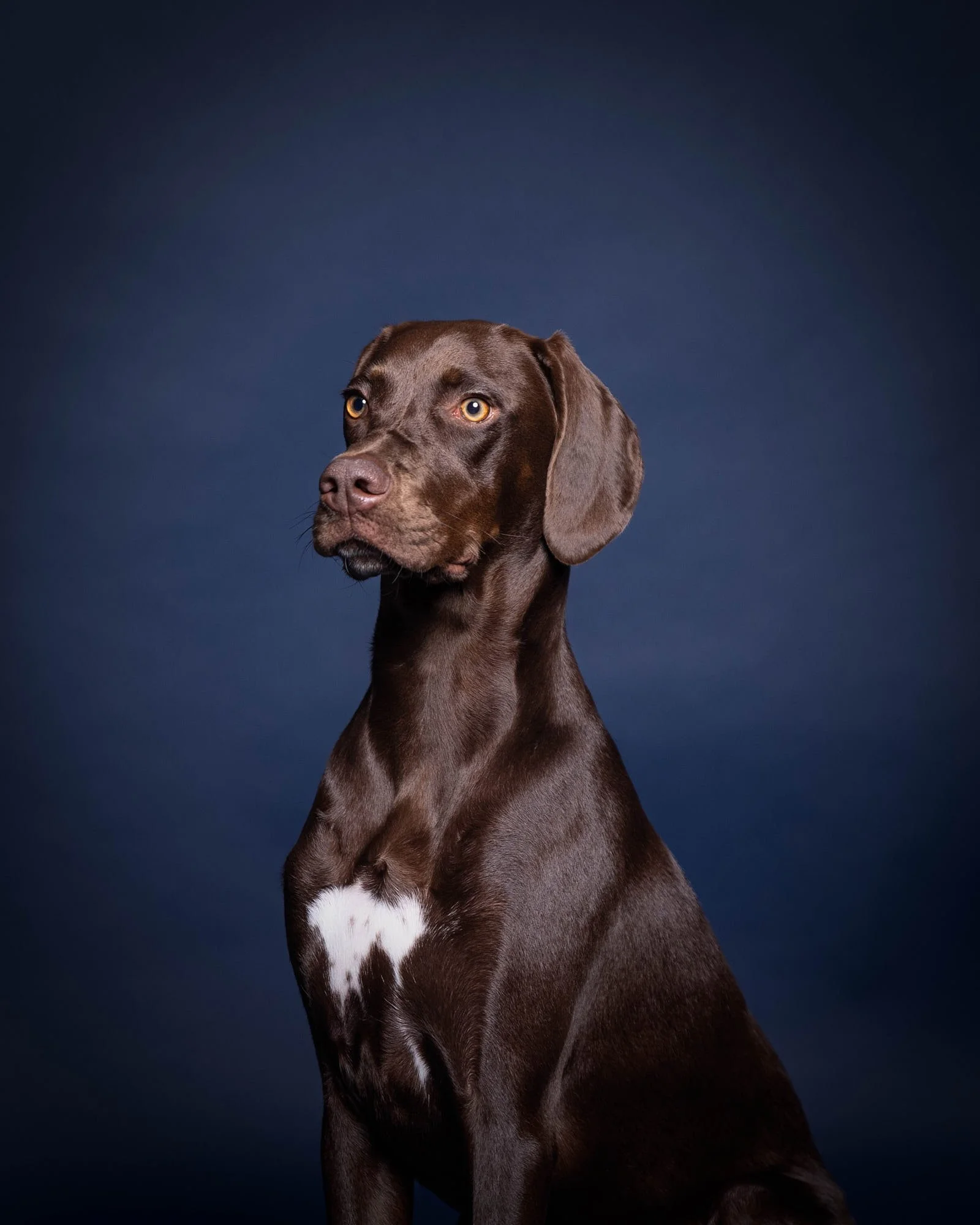 Elegant studio dog portrait of a noble chocolate German Shorthaired Pointer with a white chest patch, posed against a deep blue background by Ellen Shershow Photography serving San Francisco, CA.