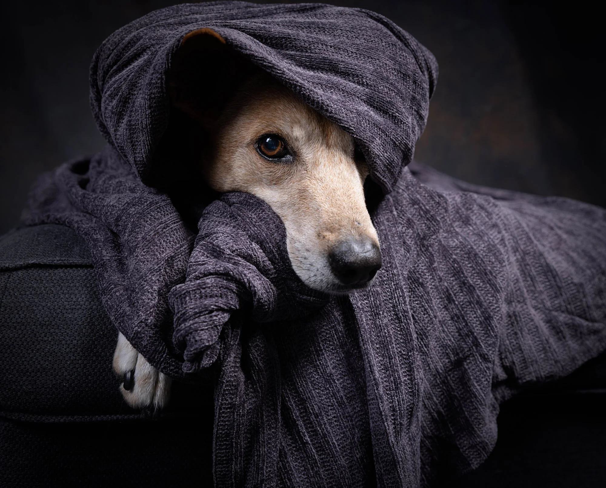 Cozy fine art pet portrait of a Greyhound wrapped tightly in a dark grey knit shawl, created by Ellen Shershow Photography in Berkeley, CA.