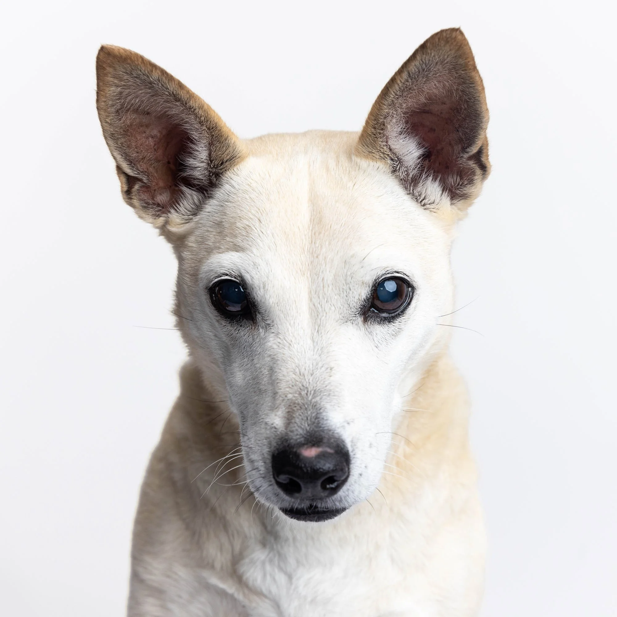 Clean high-key studio portrait of a light tan and white rescue dog with expressive ears on a seamless bright white background, captured by Ellen Shershow Photography in San Francisco, CA.