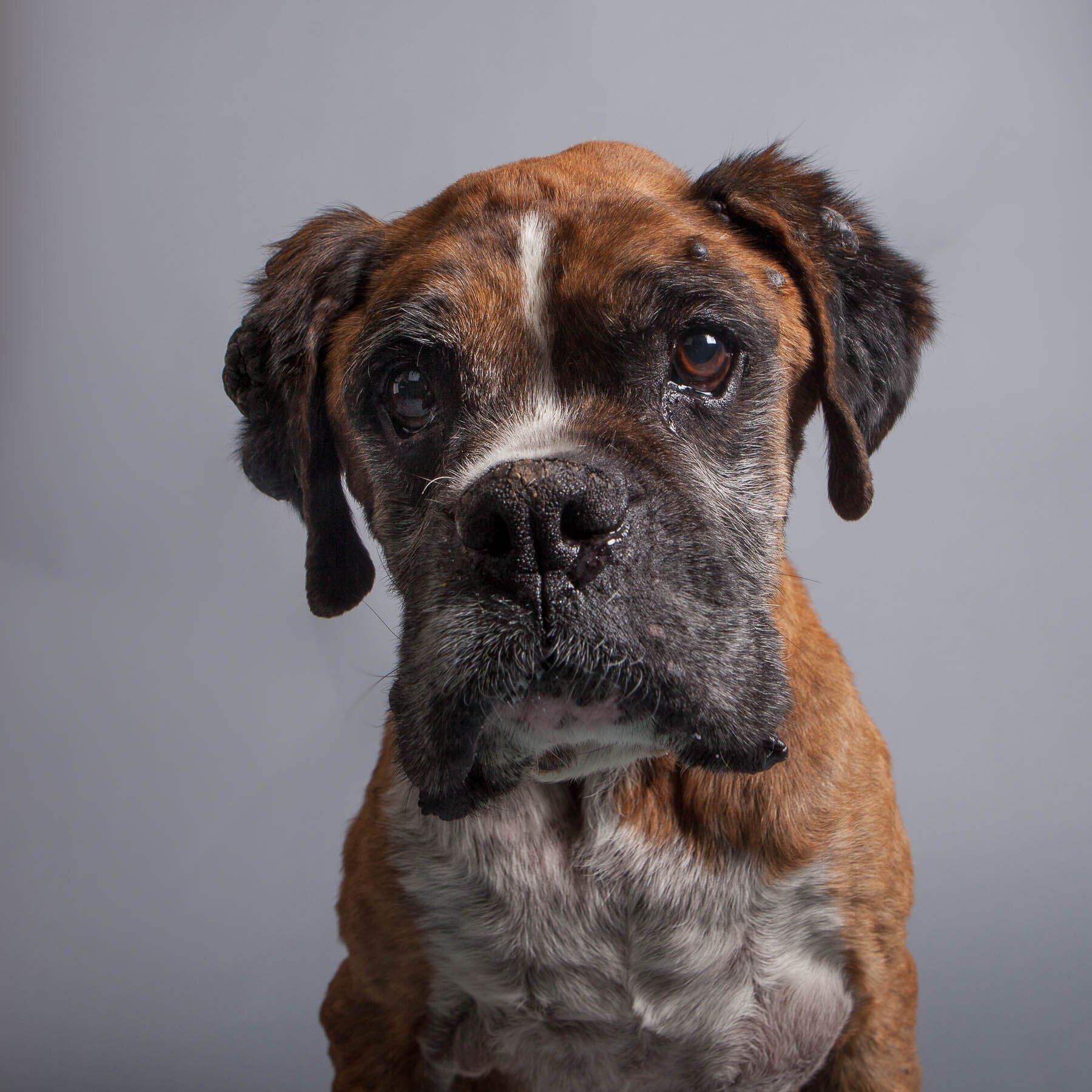 Senior dog photograph. Portrait by Ellen Shershow Photography. Pop-up dog photo Studio in Provincetown Massachusetts on June 9-11, 2022.