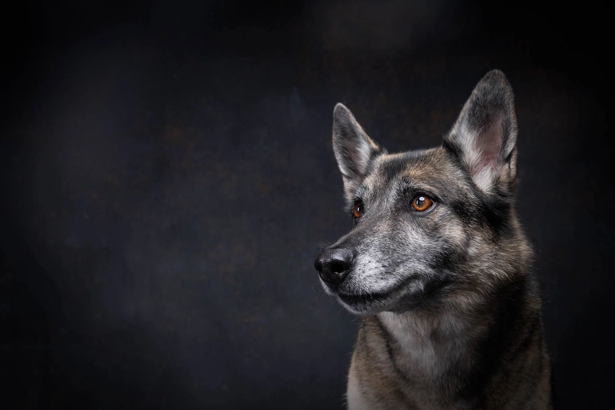 Dramatic profile portrait of a Shepherd mix dog showcasing soft Rembrandt studio lighting and fine detail, created by Ellen Shershow Photography in Berkeley, CA.