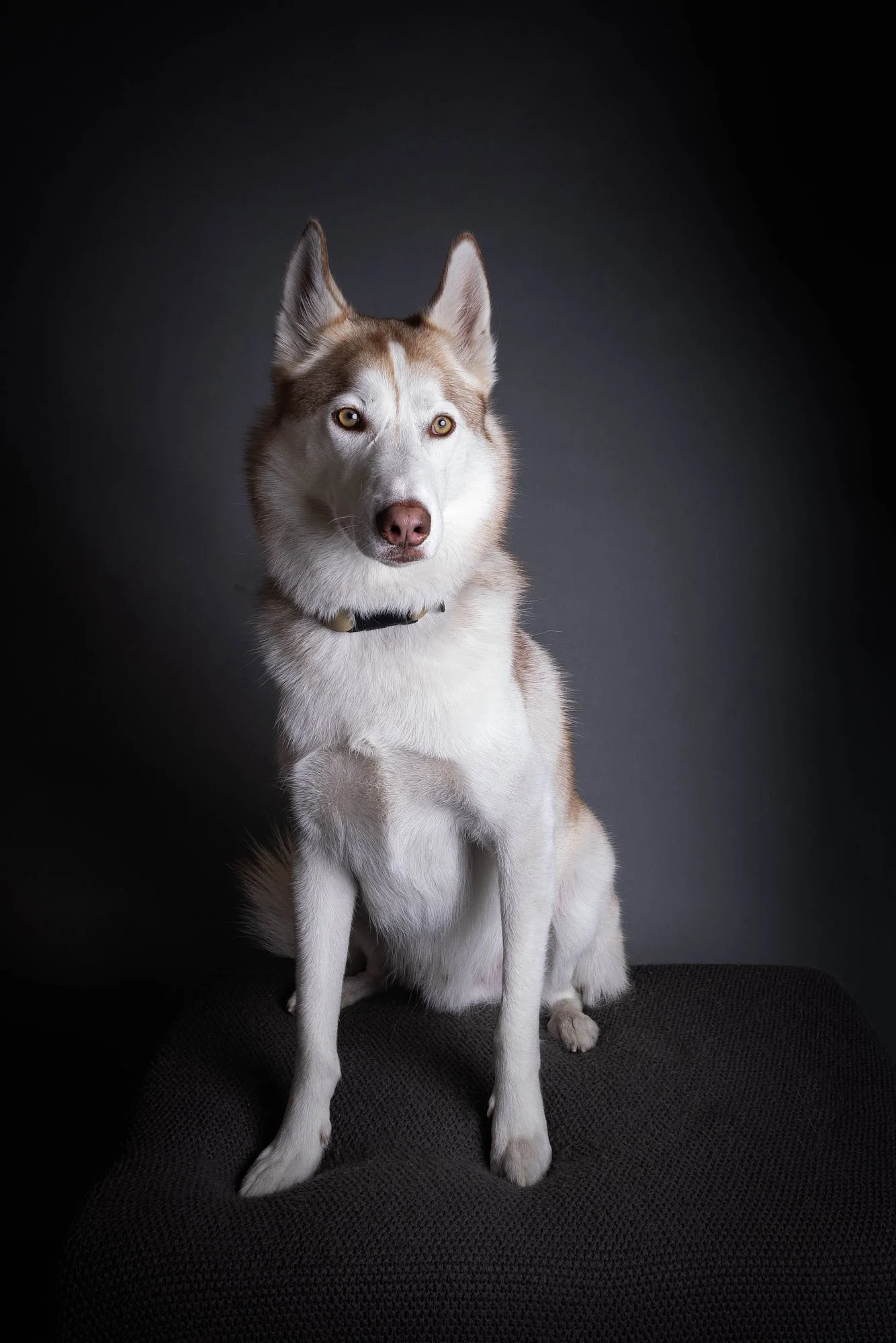 Striking studio dog portrait of a red and white Siberian Husky sitting proudly against a neutral backdrop, captured by Ellen Shershow Photography in Oakland, CA.
