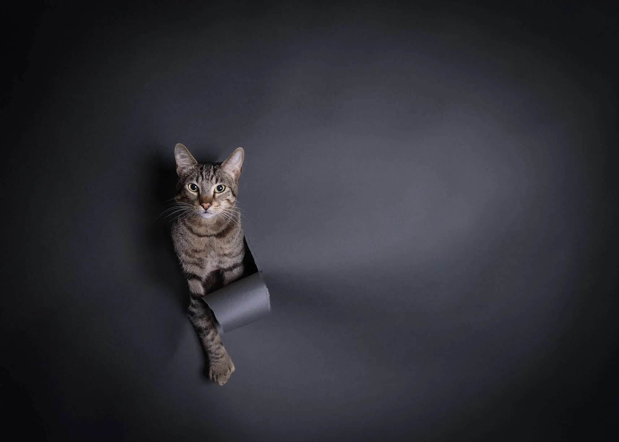 ellen-shershow-photography-bay-area-tabby-cat-studio-portrait.jpg