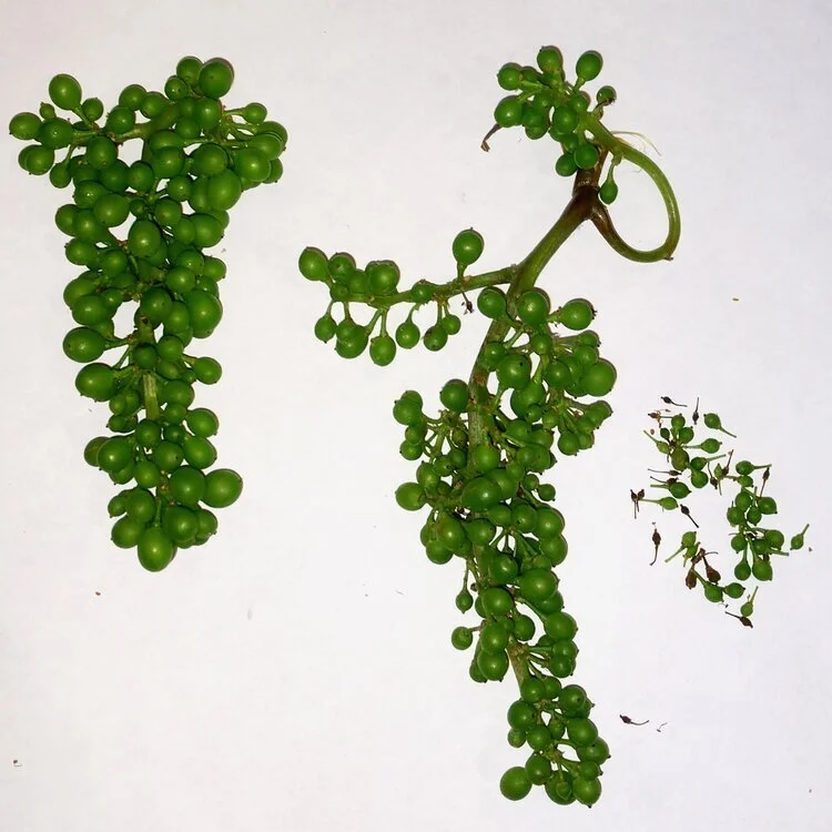 AN EARLY LOOK AT THE DEVELOPING CLUSTERS, AND AN INDICATION OF 2020 CROP SIZE.