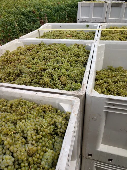 2020 RPG VINEYARD CHARDONNAY FRESH OFF THE VINE