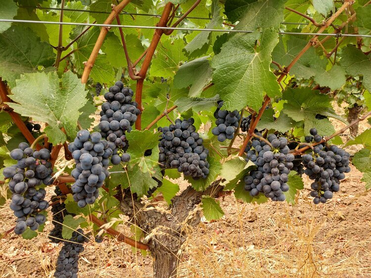 THE OTHER STORY OF 2020: A PERFECT GROWING SEASON