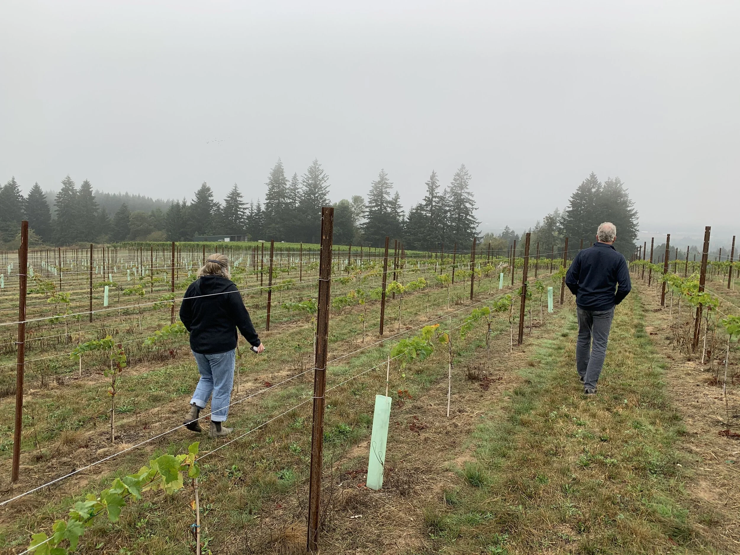 IT ALL BEGINS IN THE VINEYARD