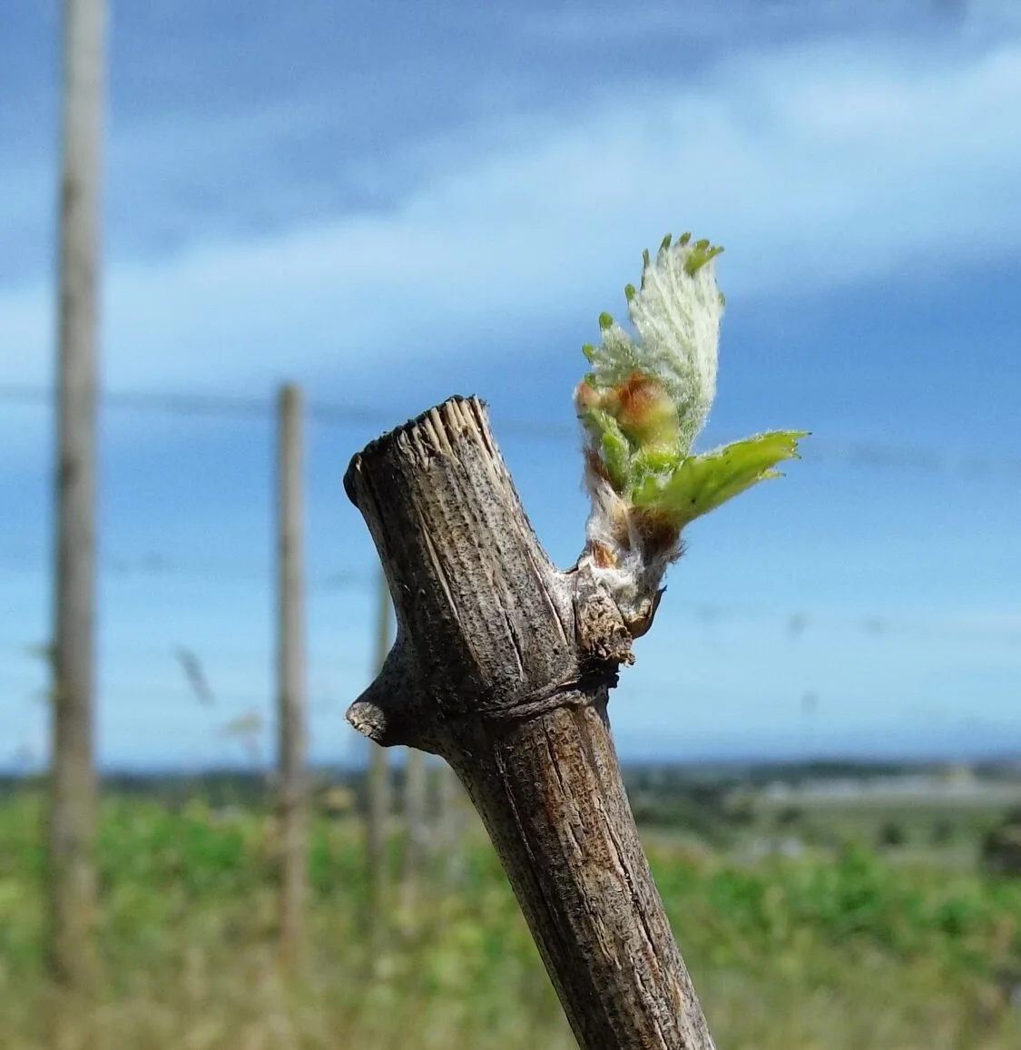 Grafting Chardonnay