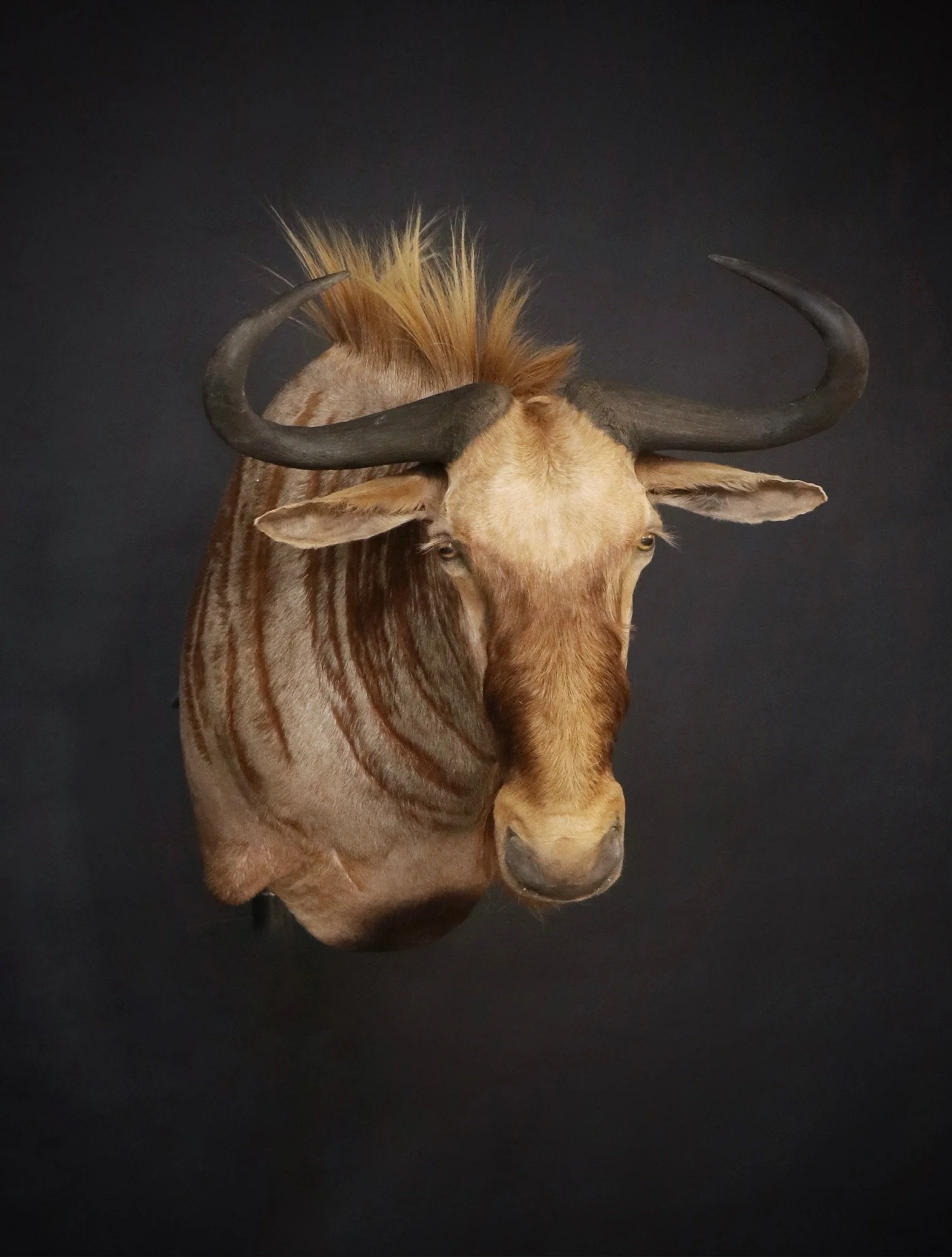wildebeest.jpg