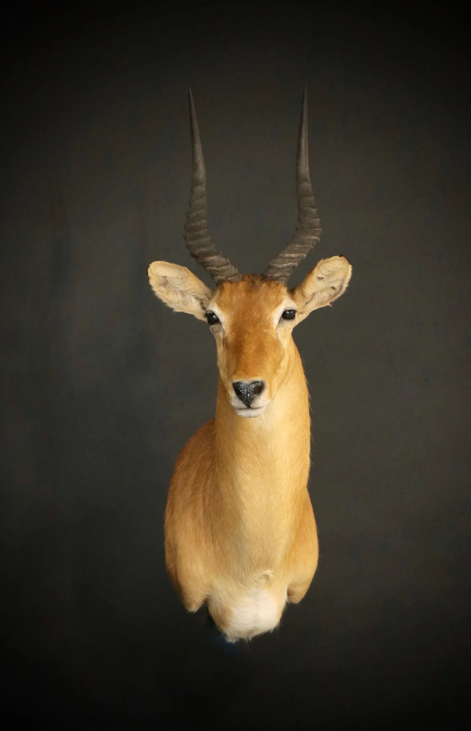 antelope (2).jpg