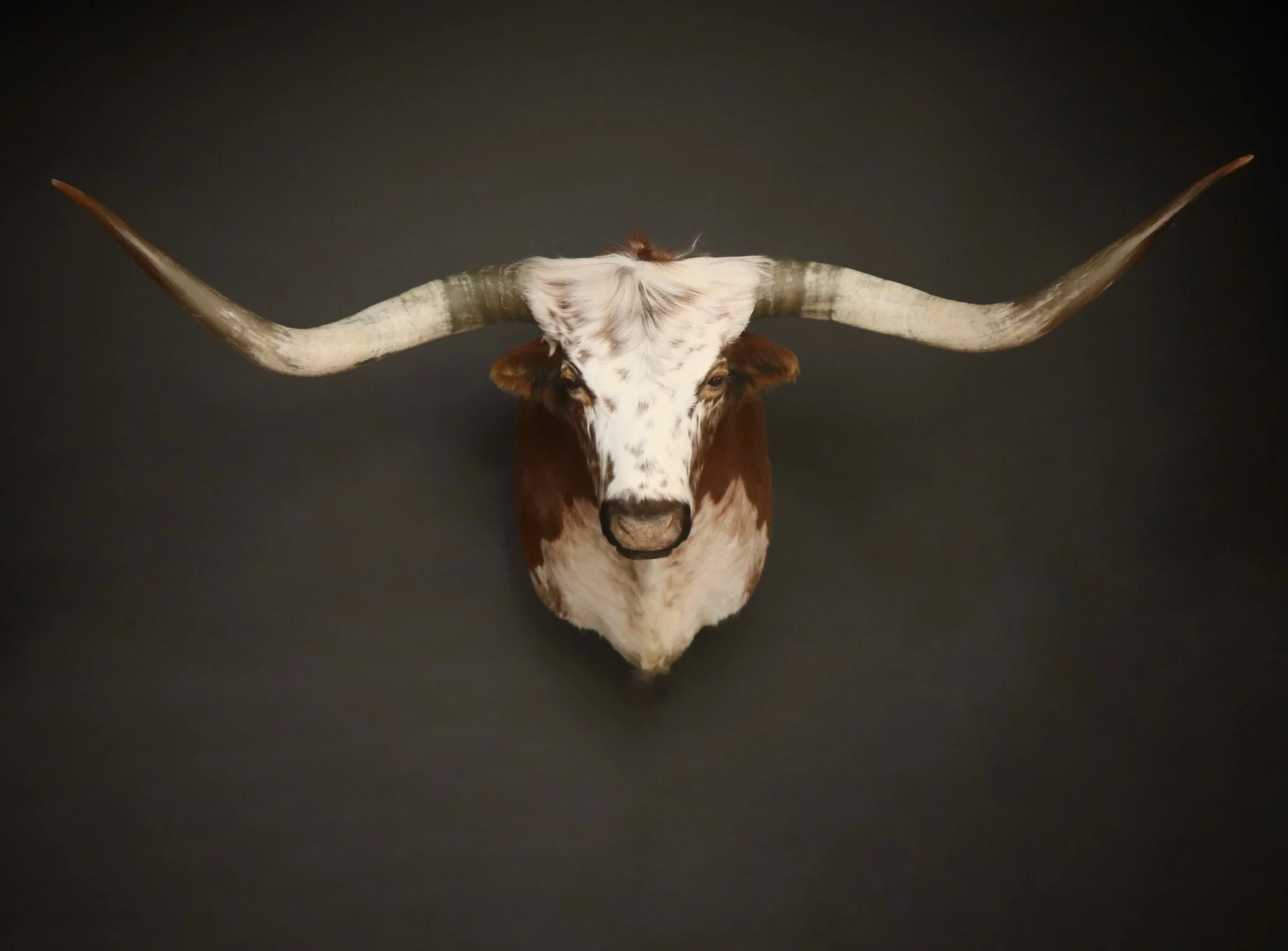 tx longhorn.jpg