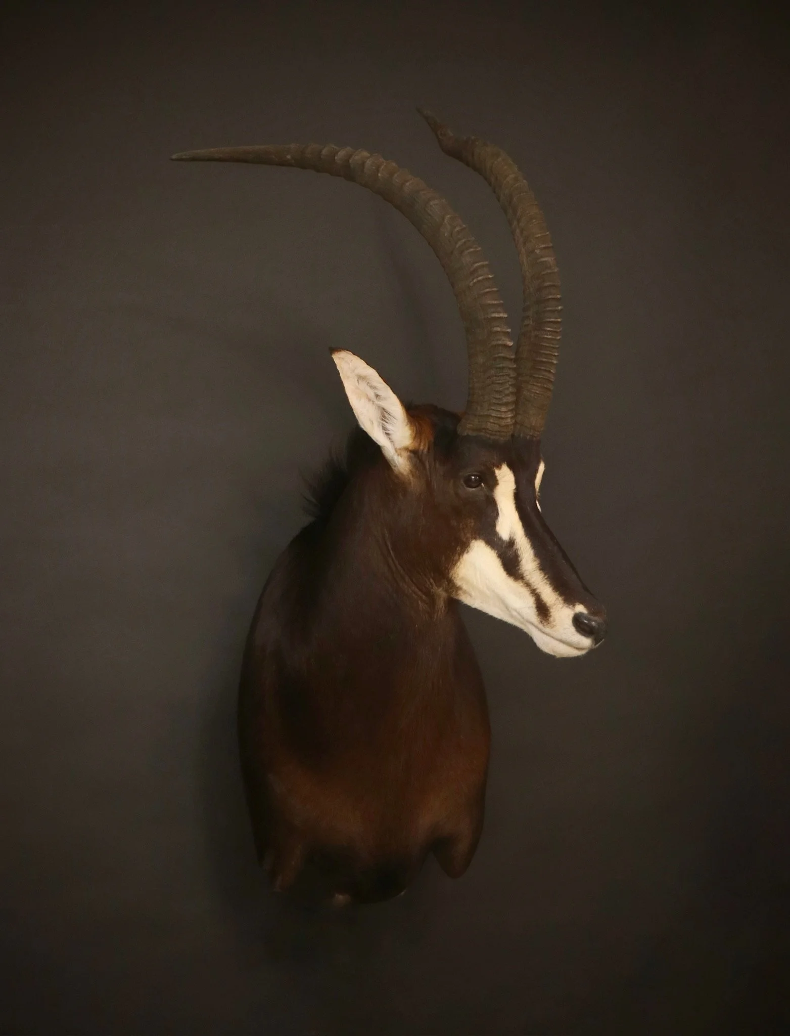 sable.jpg