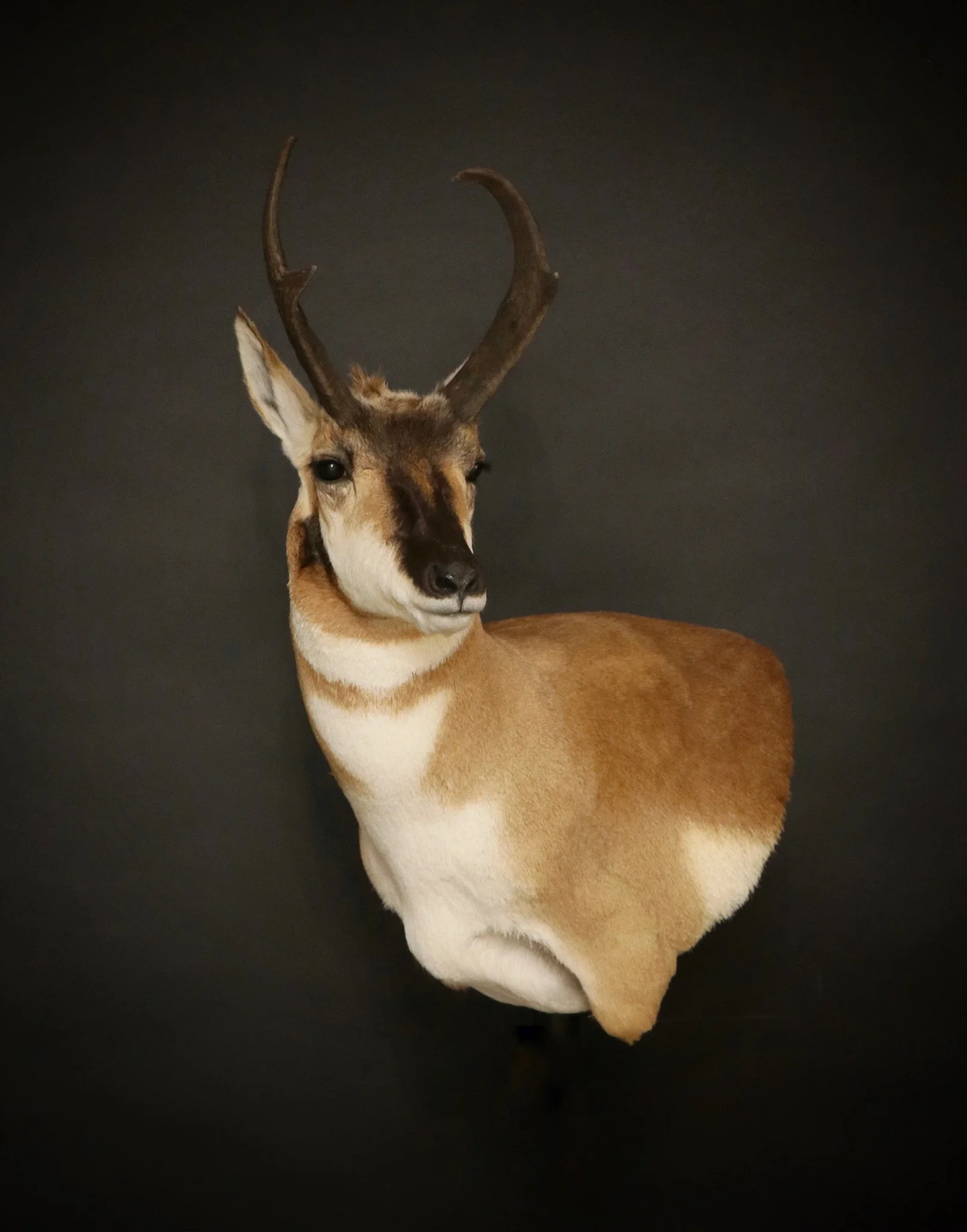 antelope.jpg