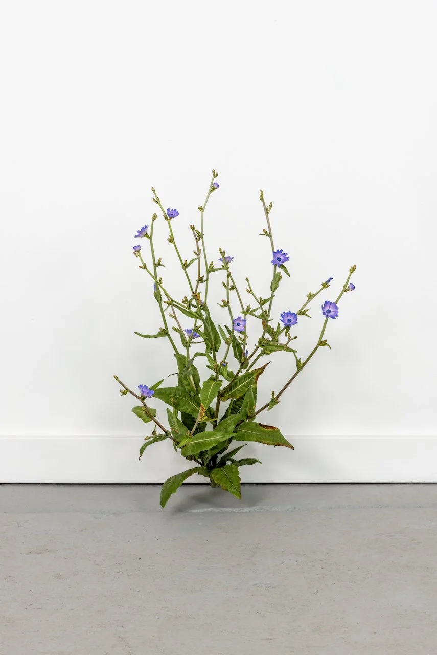 Weed, 2026
Painted bronze
23 x 16 x 19 in
(TMW-868)