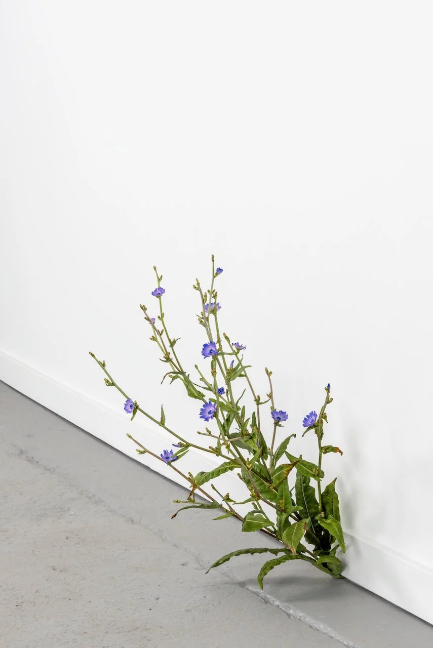Weed, 2026
Painted bronze
23 x 16 x 19 in
(TMW-868)