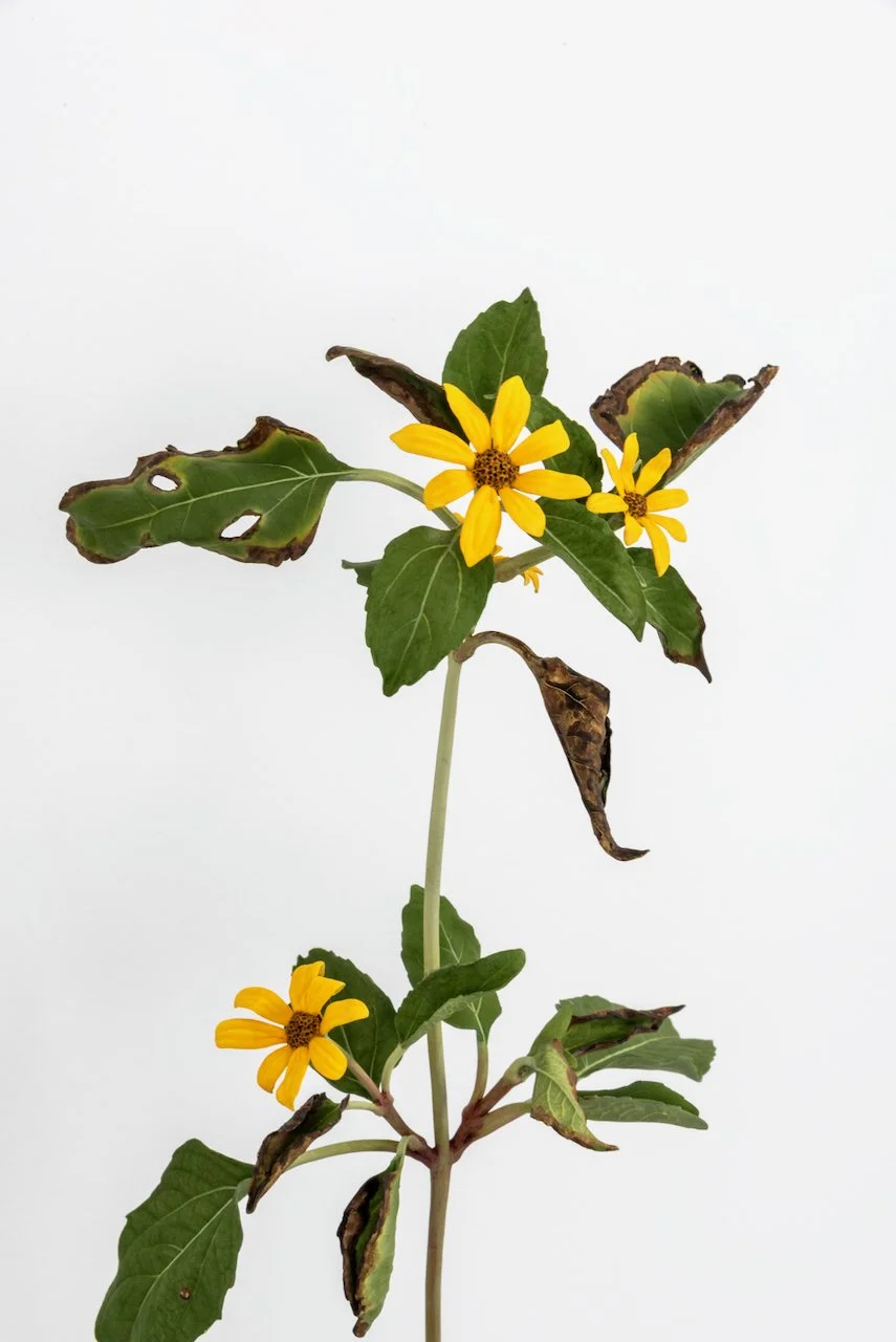 Weed, 2026
Painted bronze
34 x 10 x 9 in
(TMW-913)