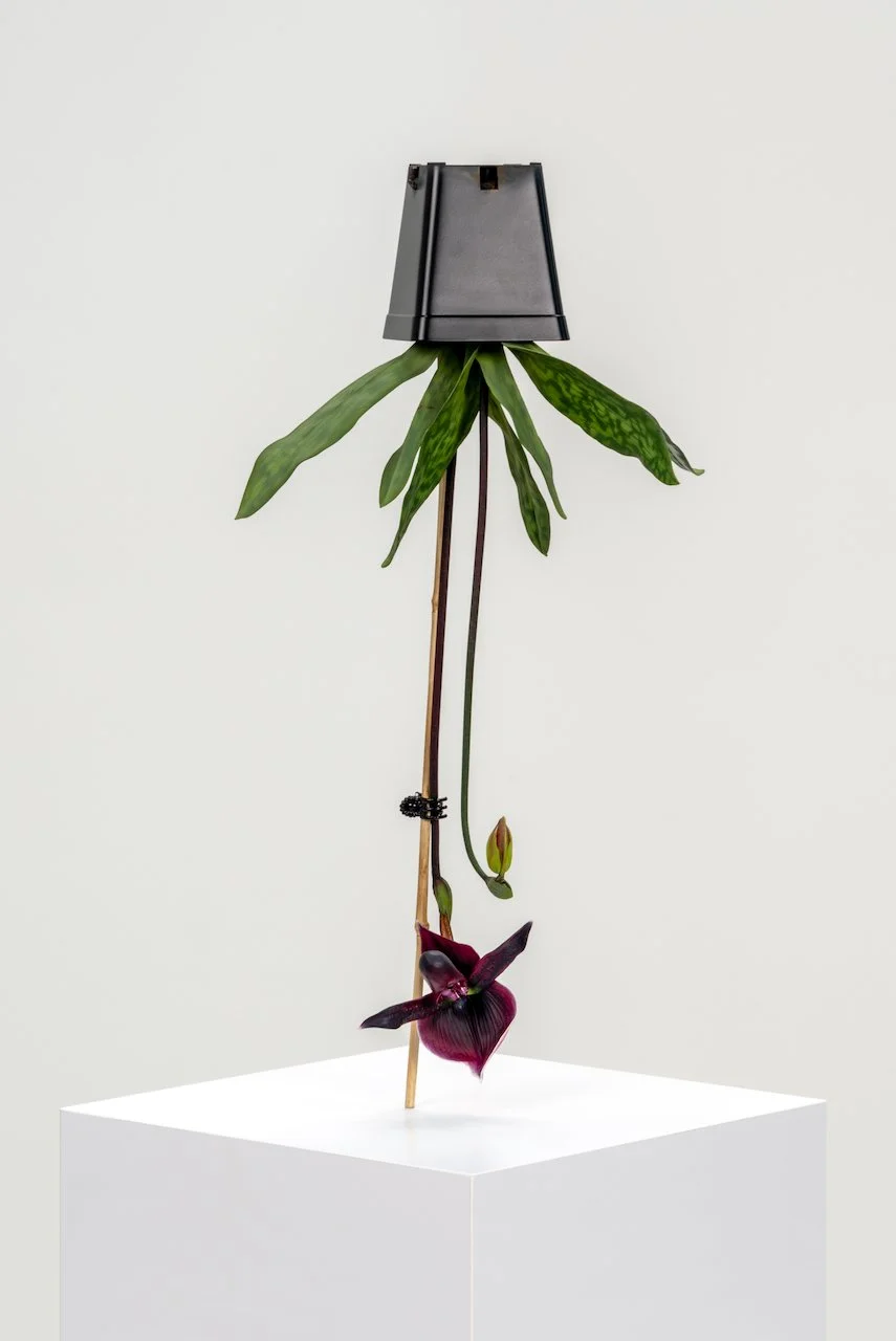 Arrangement, 2026
Painted bronze, stainless steel, abs resin
20.75 x 9 x 11 in