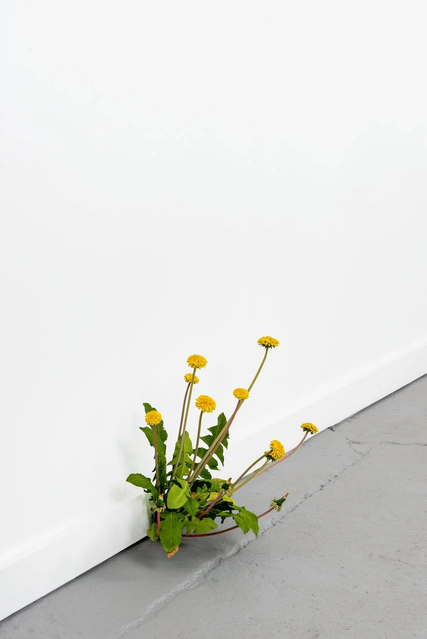 Weed, 2026
Painted bronze
14 x 20 x 10 in
(TMW-866)
