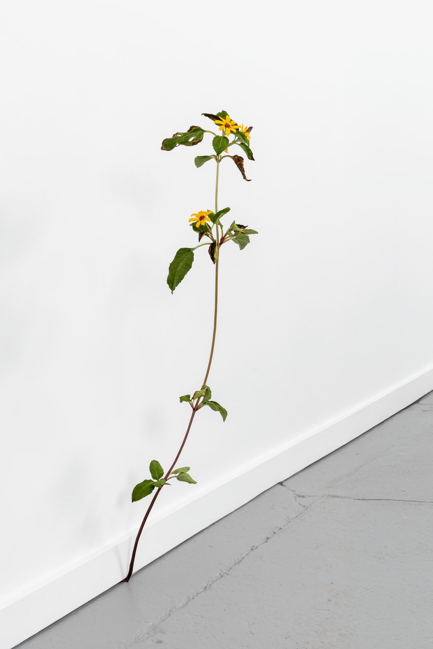 Weed, 2026
Painted bronze
34 x 10 x 9 in
(TMW-913)