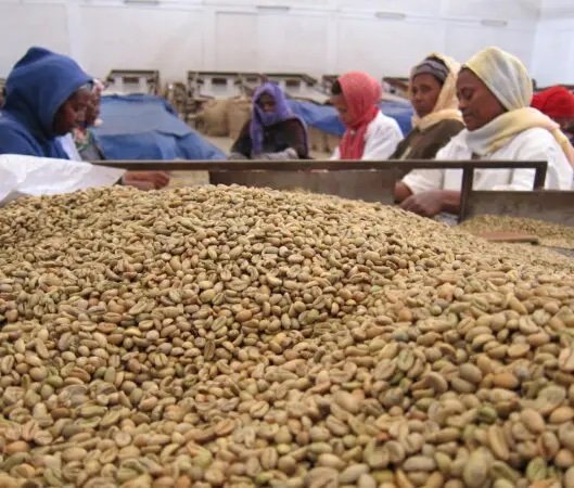 Ethiopia-sorting-coffee-529x450.jpeg
