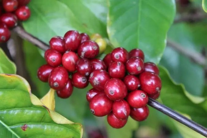 Chiapas-cherry-675x450.jpeg