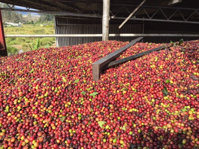 coffee cherries getting pulped Papua New Guinea