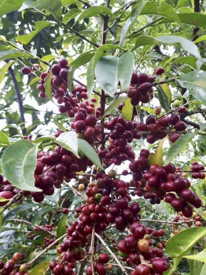 coffee cherries on a coffee tree in Ethiopia