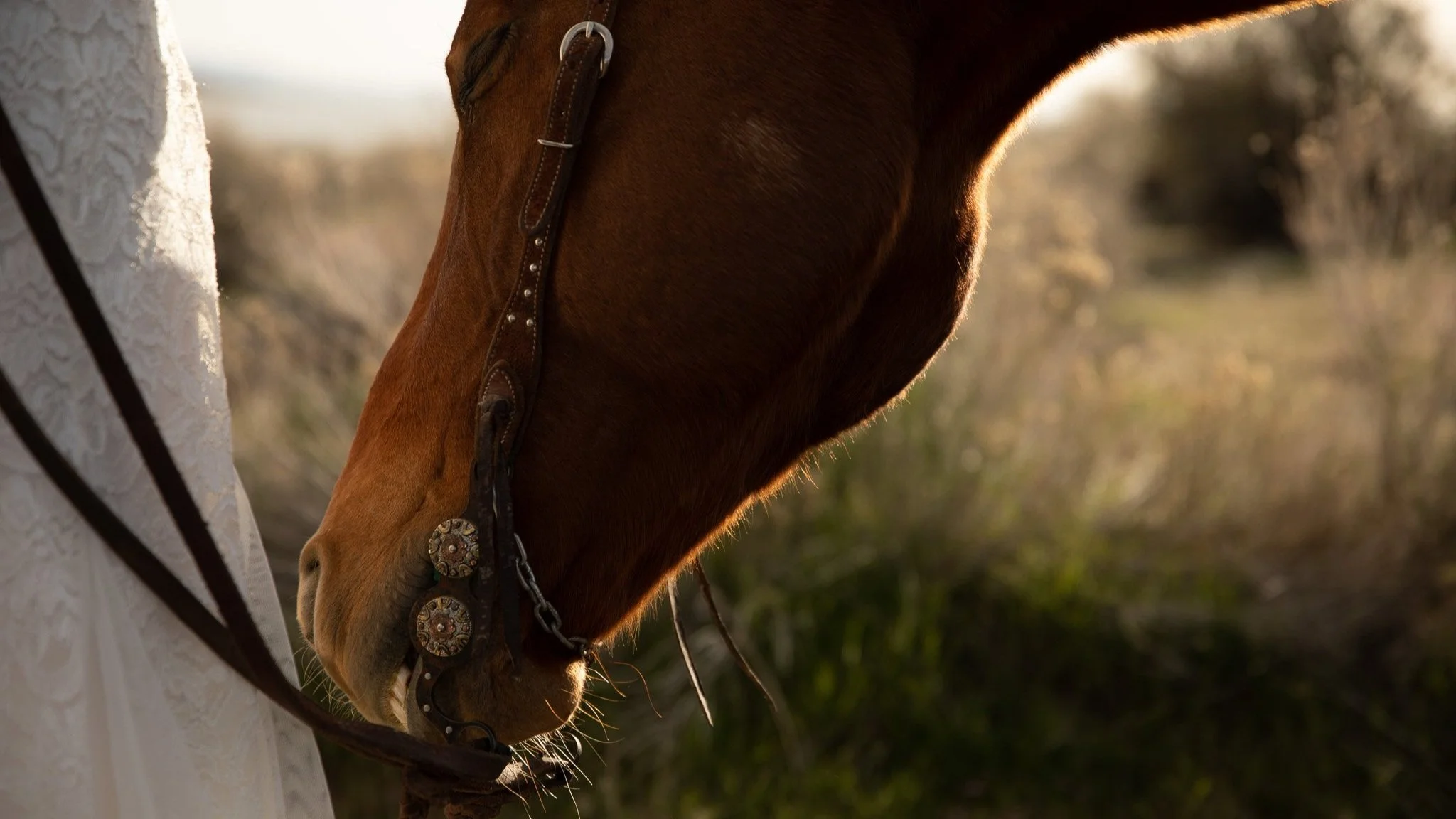 Bridal shoot at Antelope Island, UT with horses