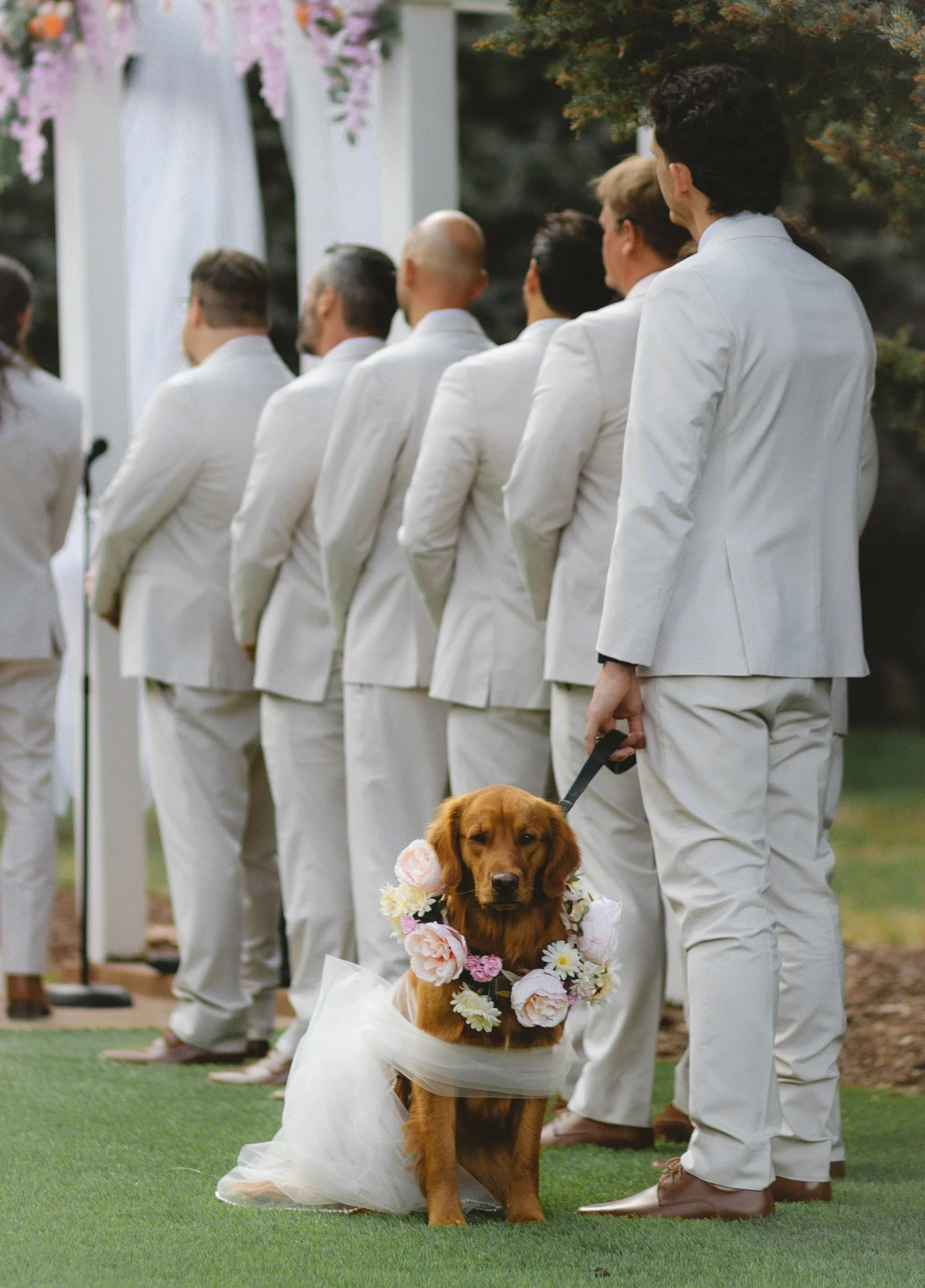 A golden retriever dog wearing a white dress and a floral necklace, sitting on a green lawn at a wedding ceremony. The dog is part of the wedding party, with people dressed in white suits standing behind it, facing forward. The setting is outdoors wi