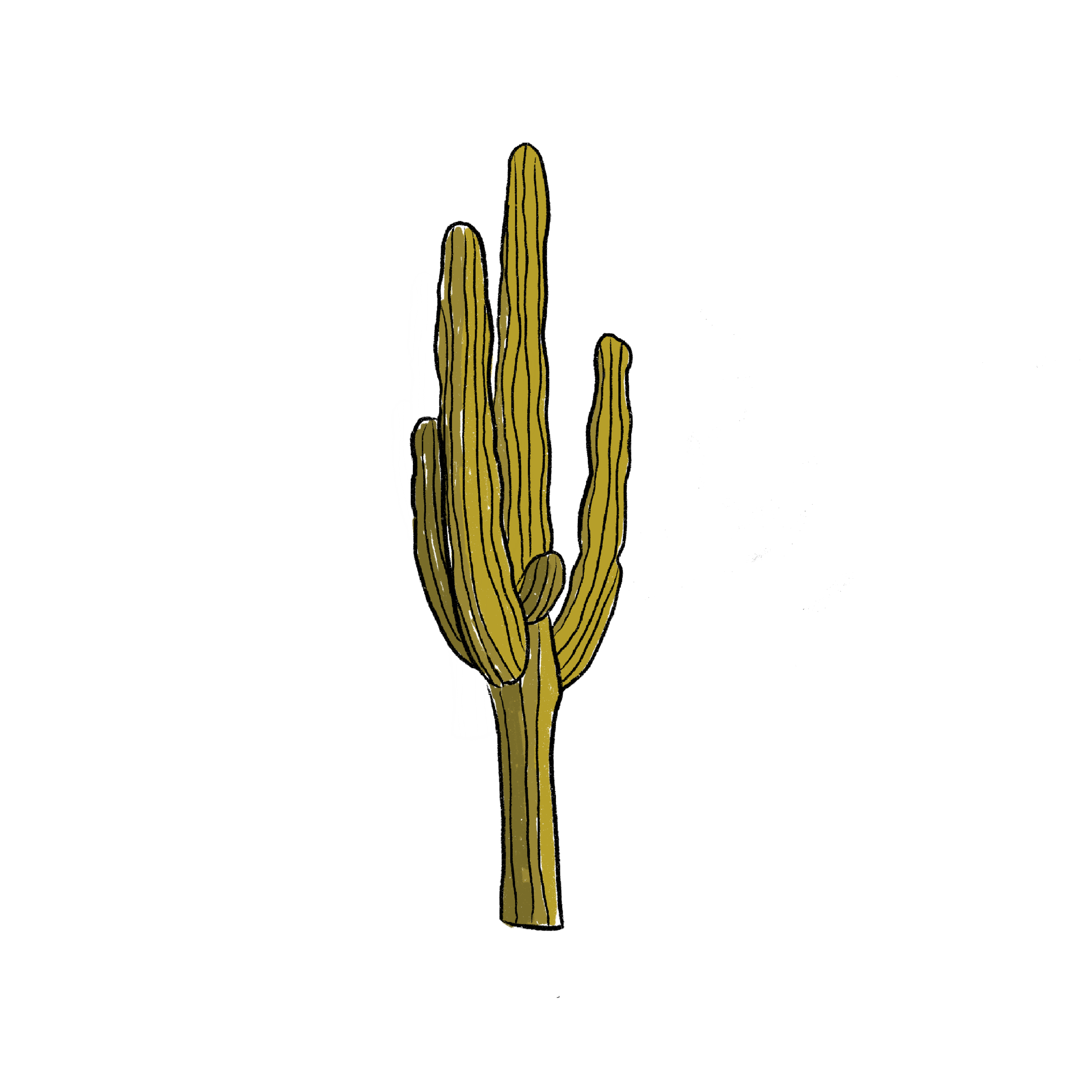 cactus.png