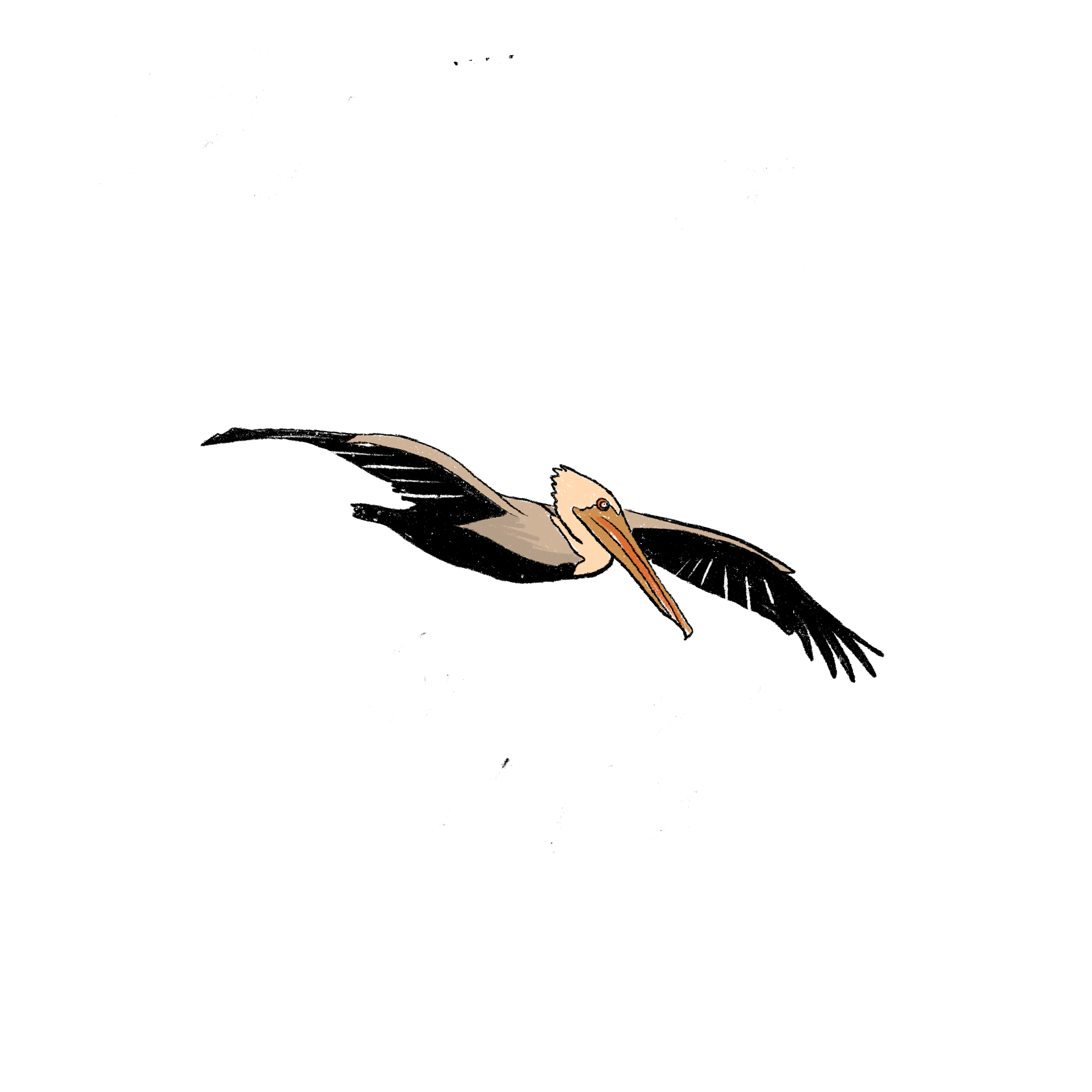Pelican.png