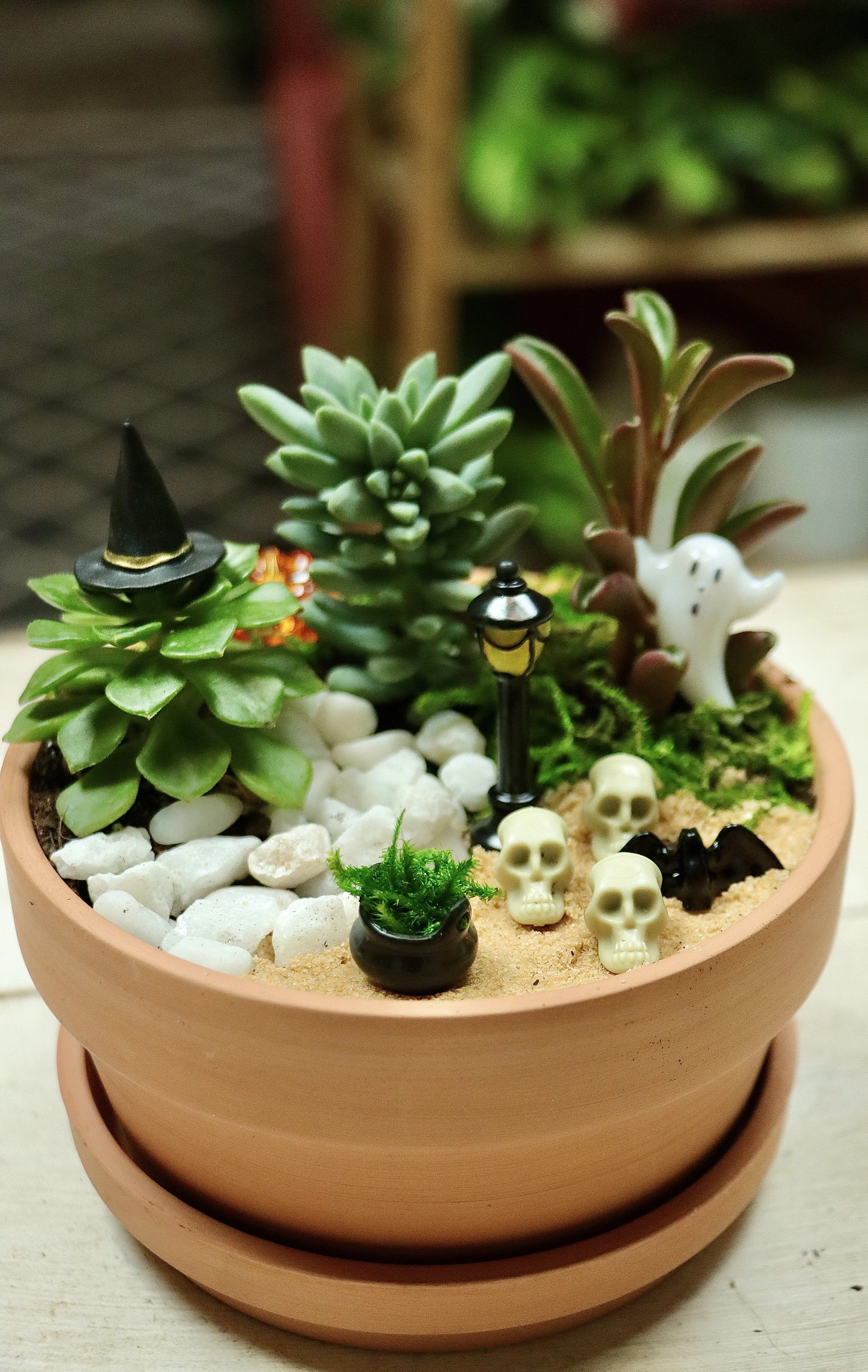 Spooky Succulent Garden Workshop