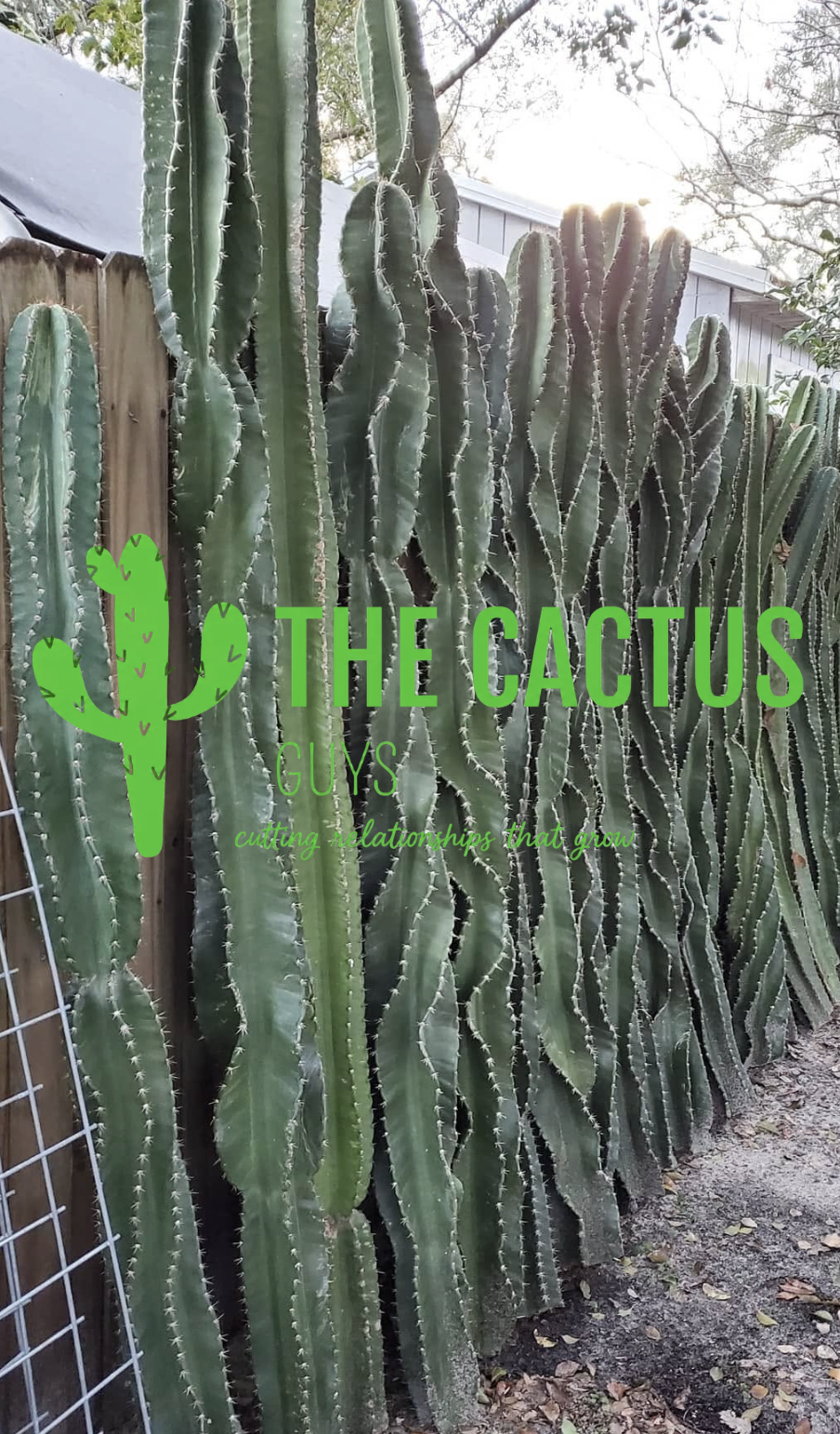 The Cactus Guys Pop Up