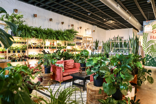 Sun and Soil Plant Parlor, flowers and gifts store in Greenville, photo 1 of 5