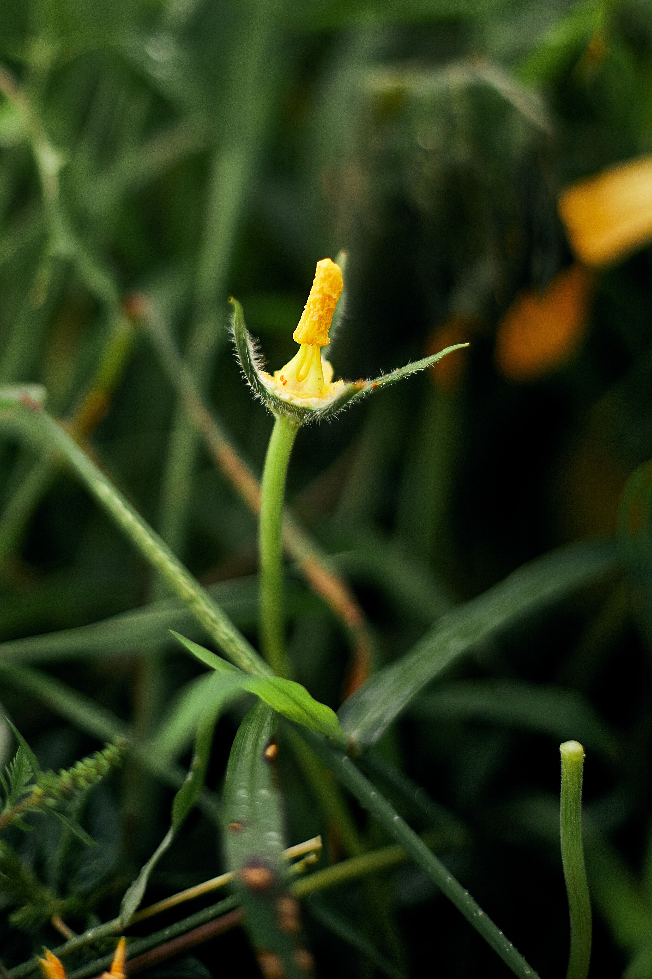 Sweetgreen OpenSource: Transparency & Storytelling