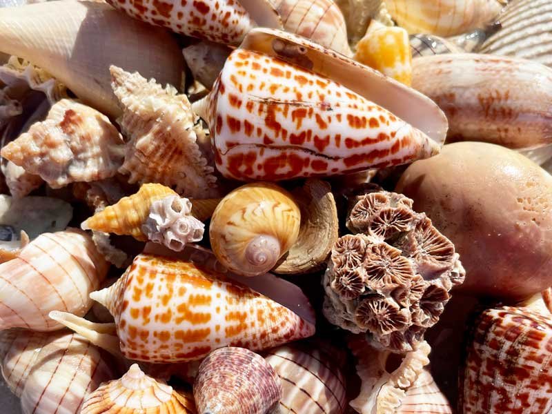 Friday Family Series - Sandy Hook Shell Crafts