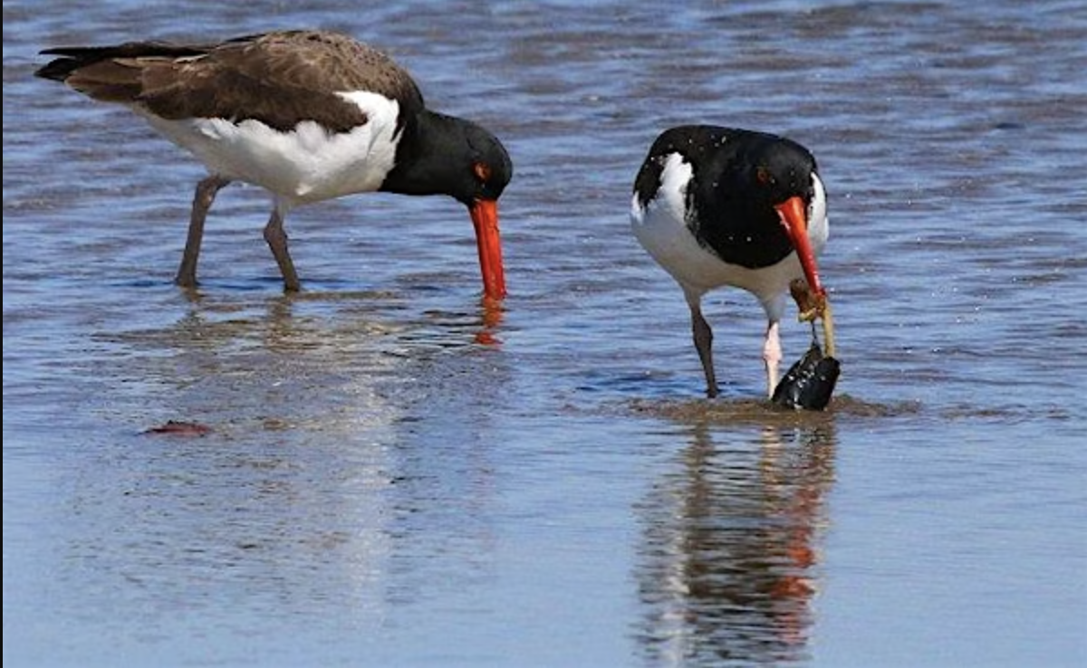 Protecting Colonial Seabirds