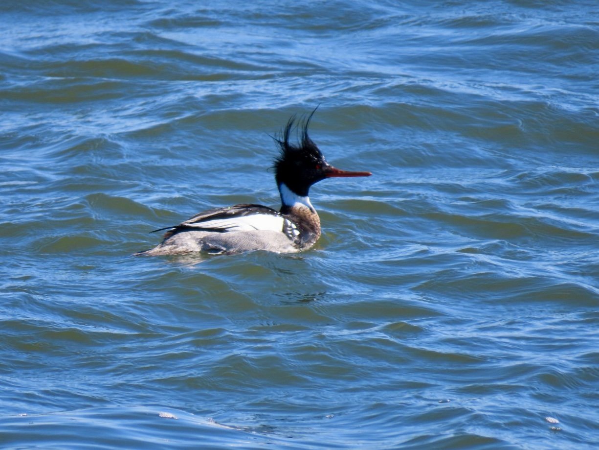AP Sober Socials Seal and Bird&nbsp;Walk