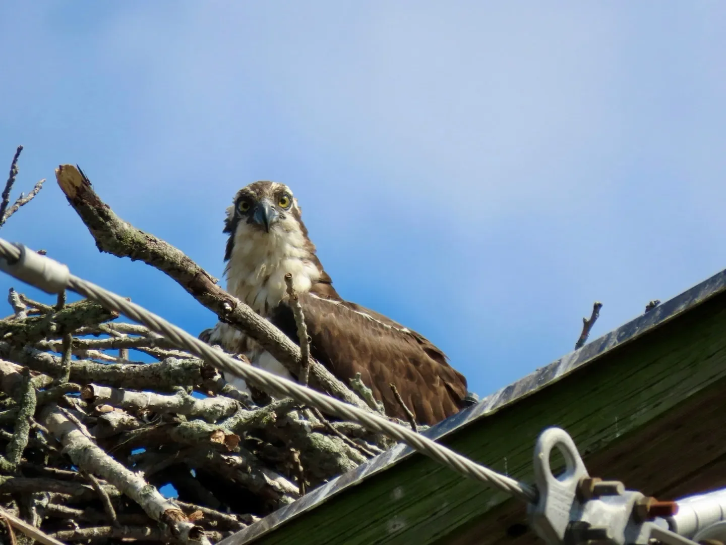 Return of the Ospreys Walk with Beachy Birder Adventures