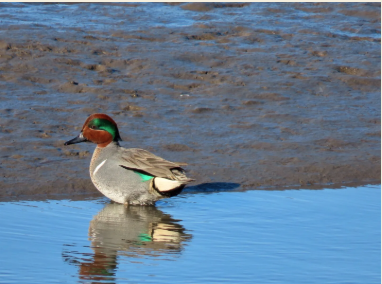 Pop-Up Seal and Bird&nbsp;Walk