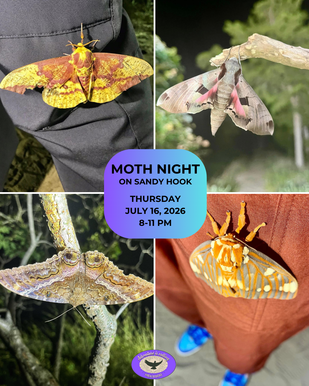Moth Night on Sandy Hook