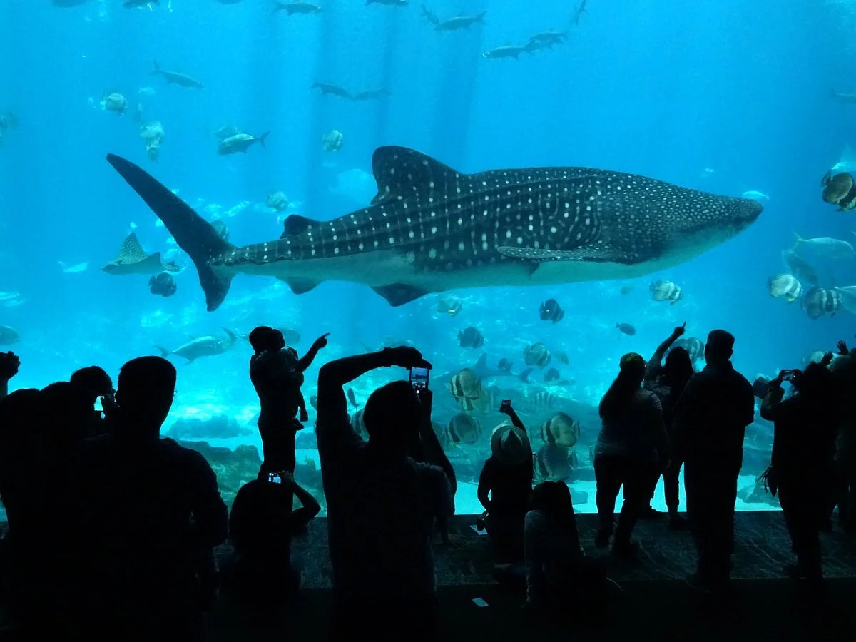 georgia-aquarium.jpg