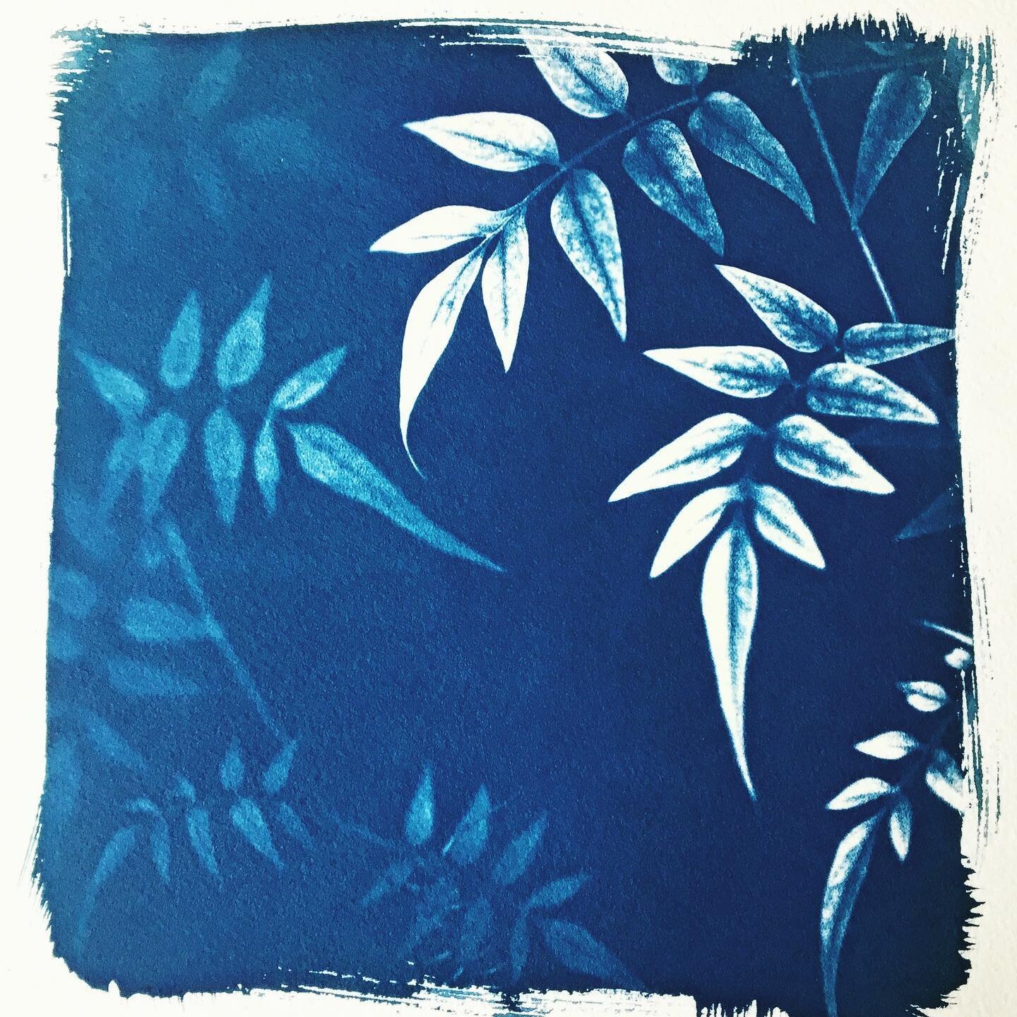 I&rsquo;ve got hundreds of photos that I want to print out on acetate to see how they work for cyanotypes. I&rsquo;m looking to invest in a decent A3 printer if anyone has any suggestions? 😊
This is one of my very first cyanotypes using an acetate n