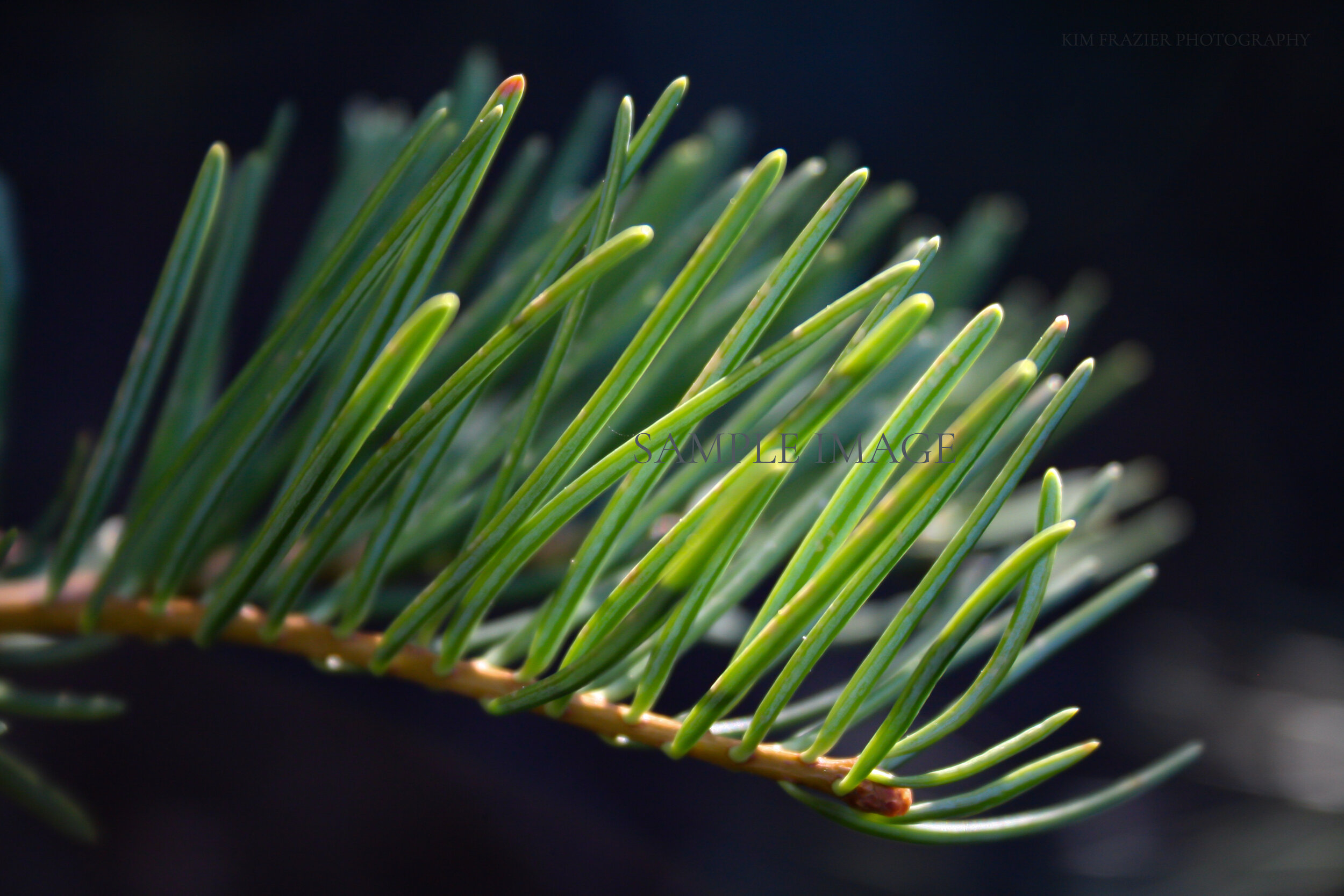 Pine Needles