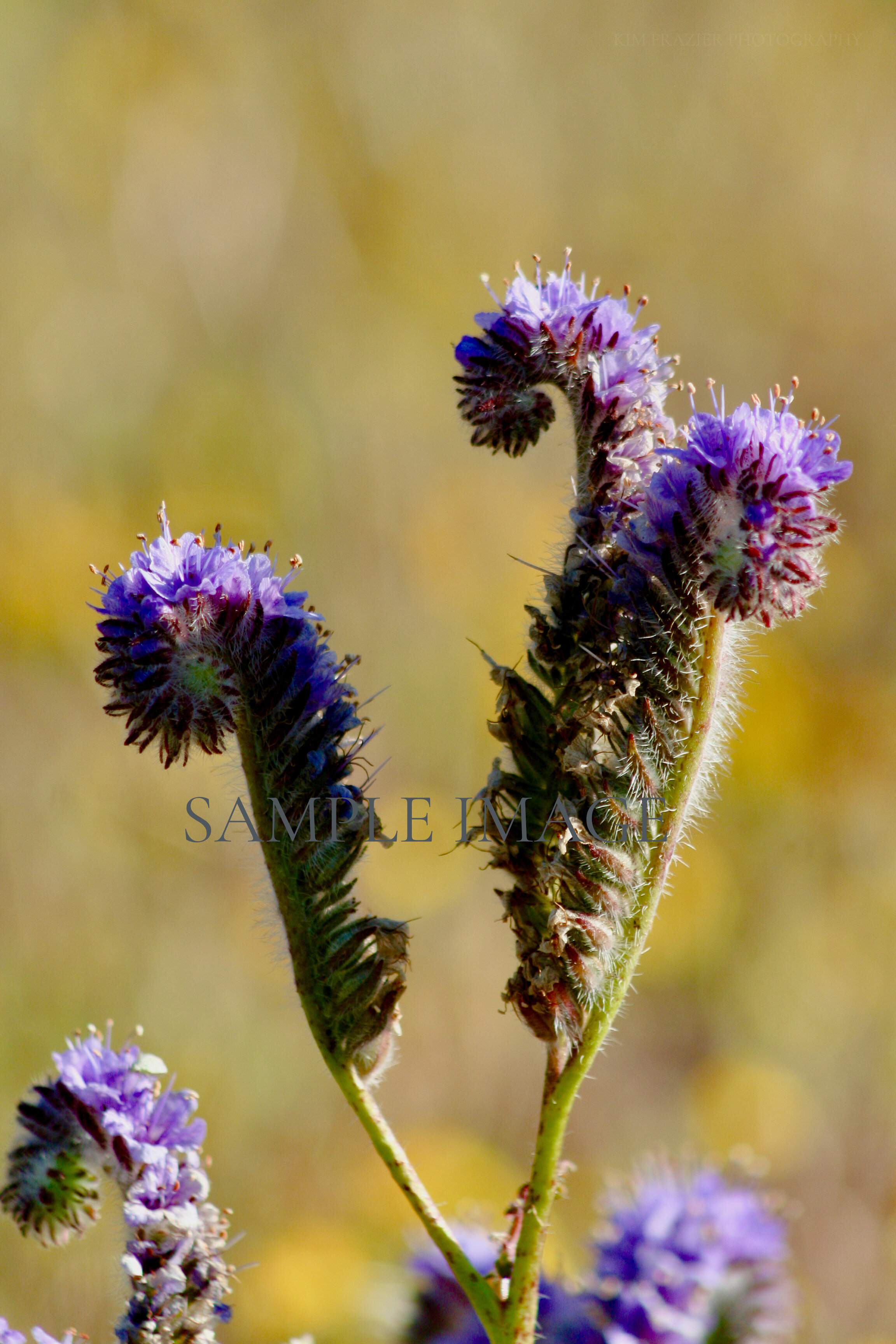 Purple Flower